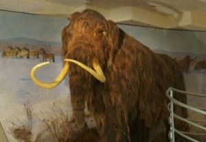 Scientists to Resurrect Woolly Mammoth. Is Kurzweil's Father Next?!