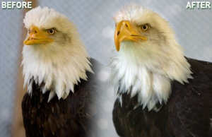Eagle-Beak-Prosthesis