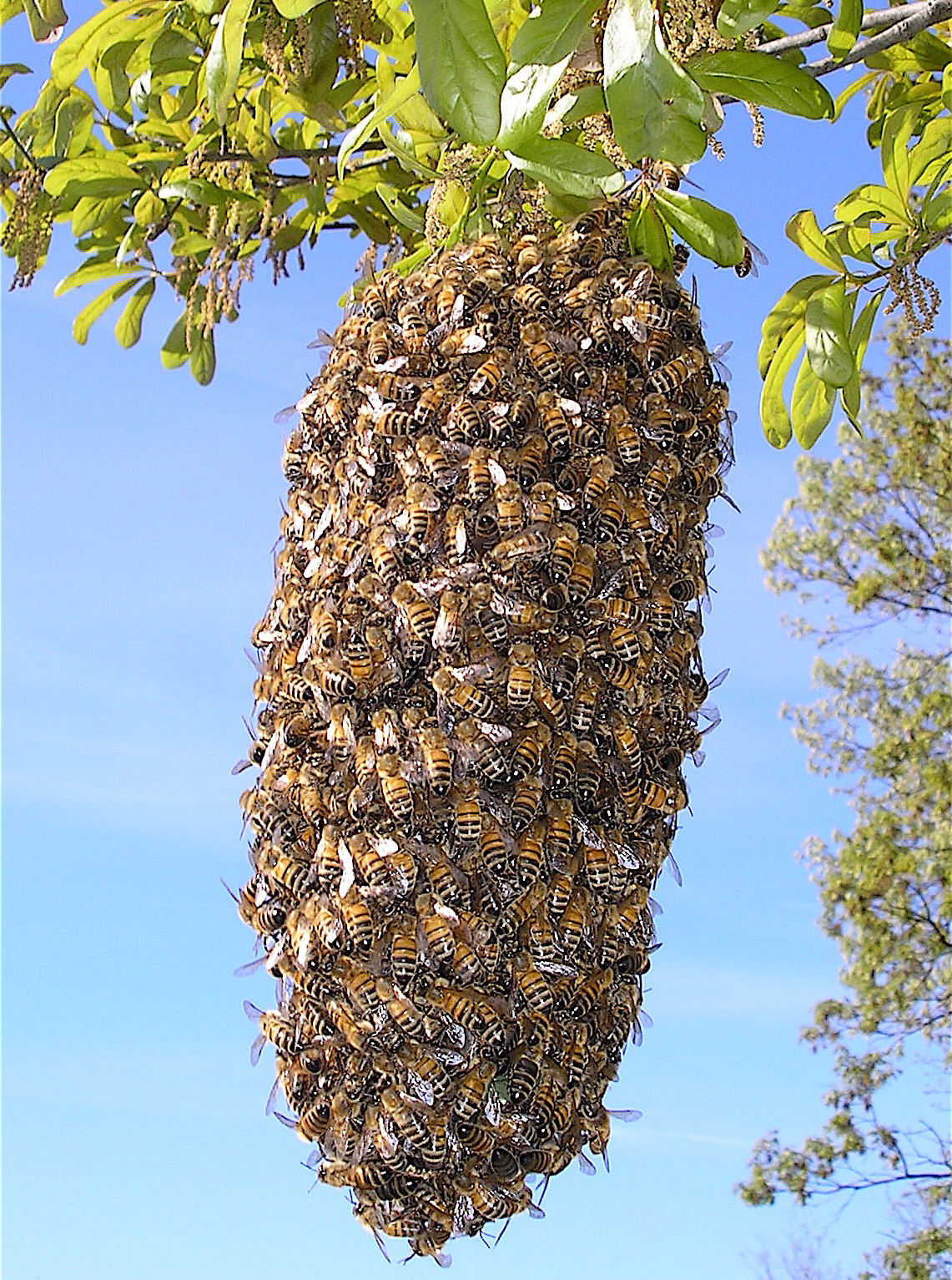 Bee_Swarm