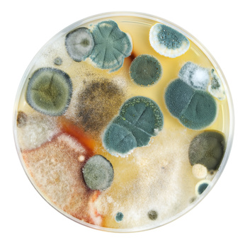 Petri dish with mold colonies isolated on white