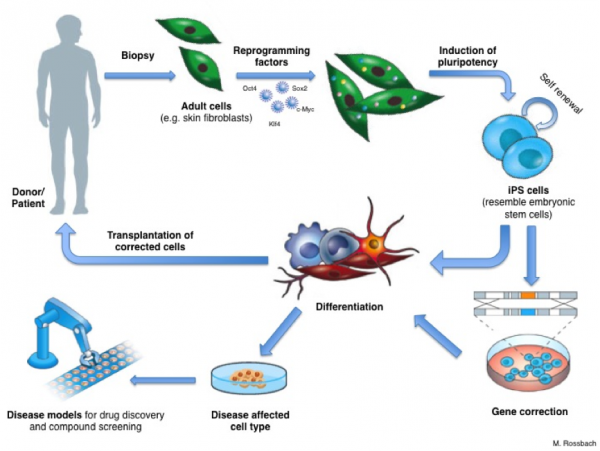 IPS_cells