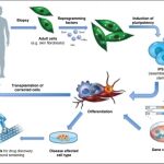 iPS_cells thumb